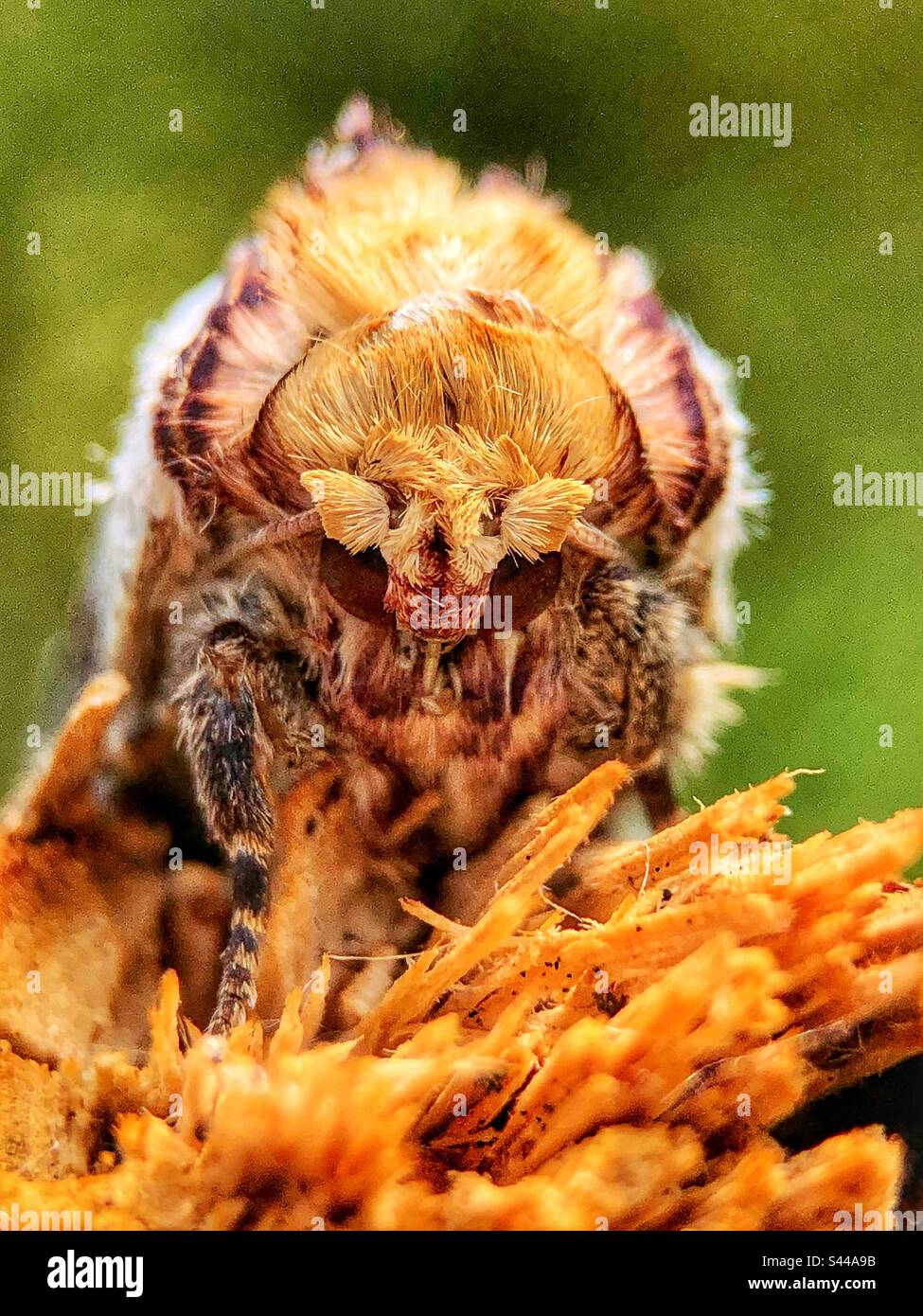 Buff-tip moth (Phalera bucephala) close-up of head - Smartphone Captured Stock Image