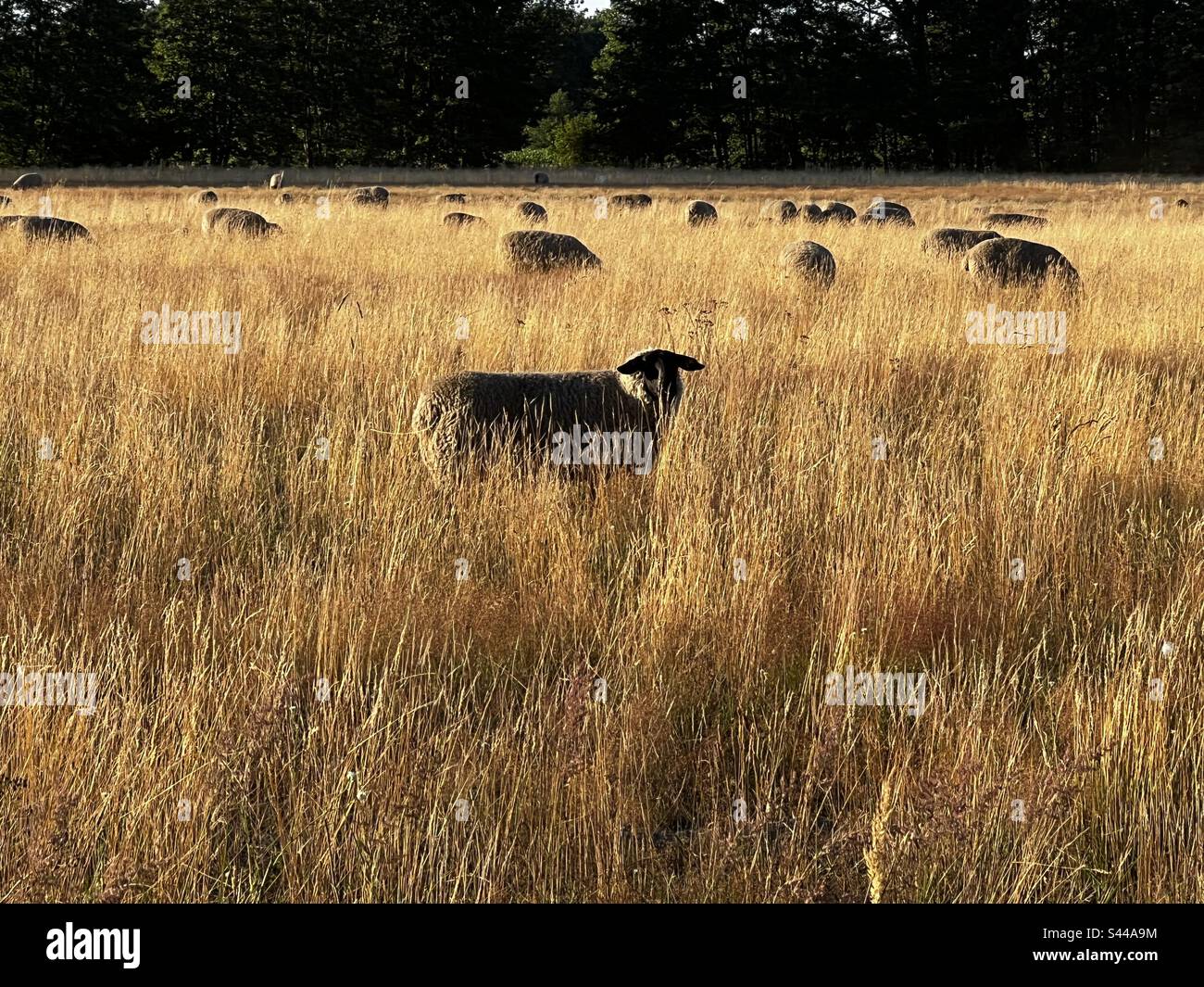 Sheeps field hi-res stock photography and images - Alamy