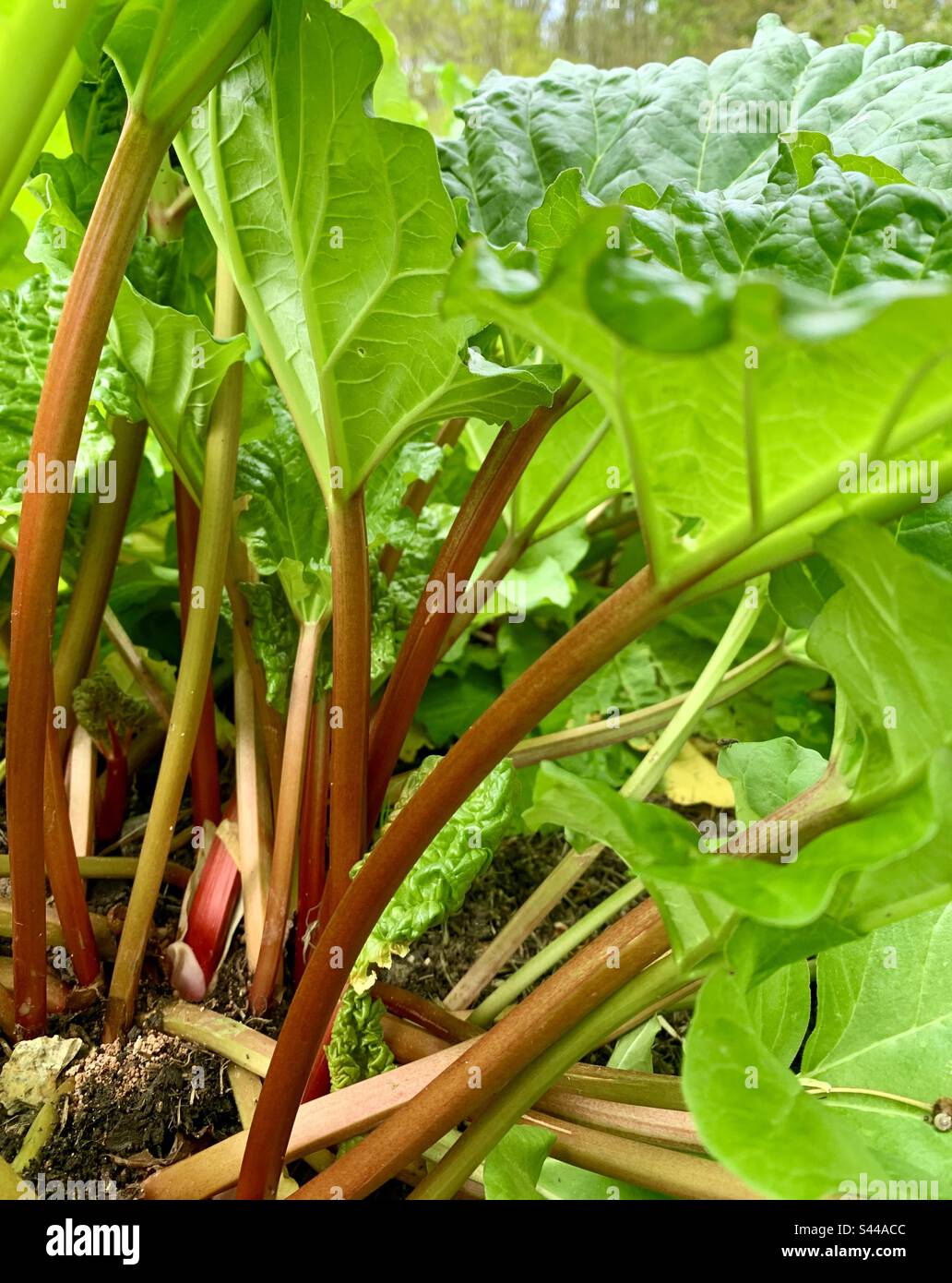 Rhubarb growing in the ground - Smartphone Captured Stock Image