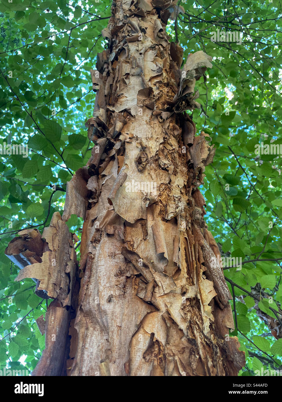 River birch - Smartphone Captured Stock Image