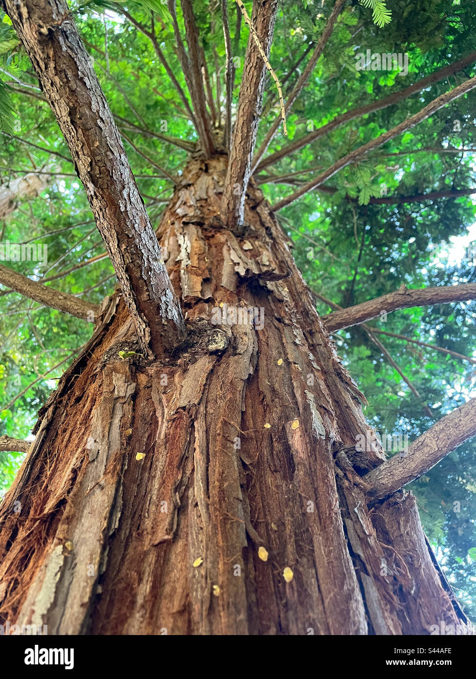 Redwood leaves hires stock photography and images Alamy