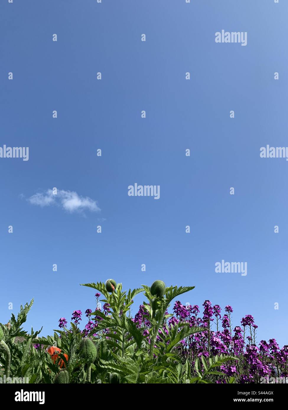 Flower bed with giant poppy buds and Erysimum plant. Blue sky with one small white cloud. Stock Photo