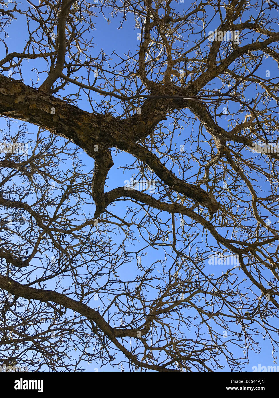 Trees against blue sky. - Smartphone Captured Stock Image