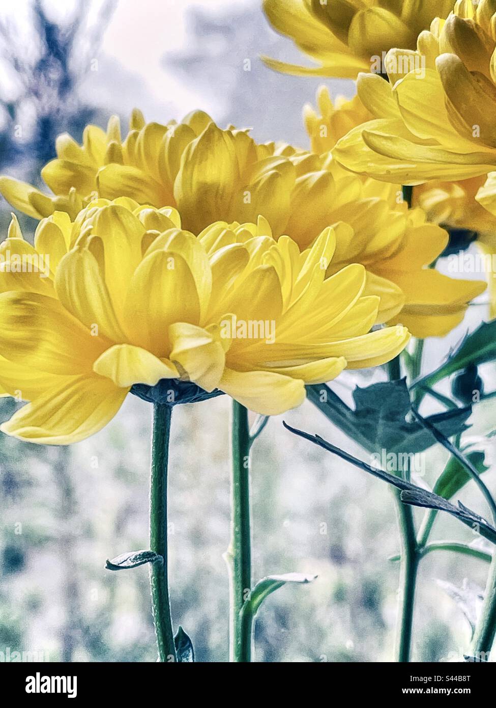 Close-up of yellow chrysanthemum flowers against a window view of a foggy morning. Vibrant color on a foggy day. - Smartphone Captured Stock Image