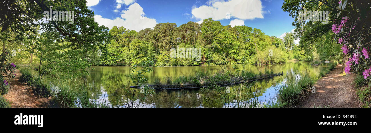 Footpath and Rhododendron flowers on the banks of Hiltingbury Lakes and floating Island for Zooplankton and wildlife refuge in Chandlers Ford, Hampshire, England. - Smartphone Captured Stock Image