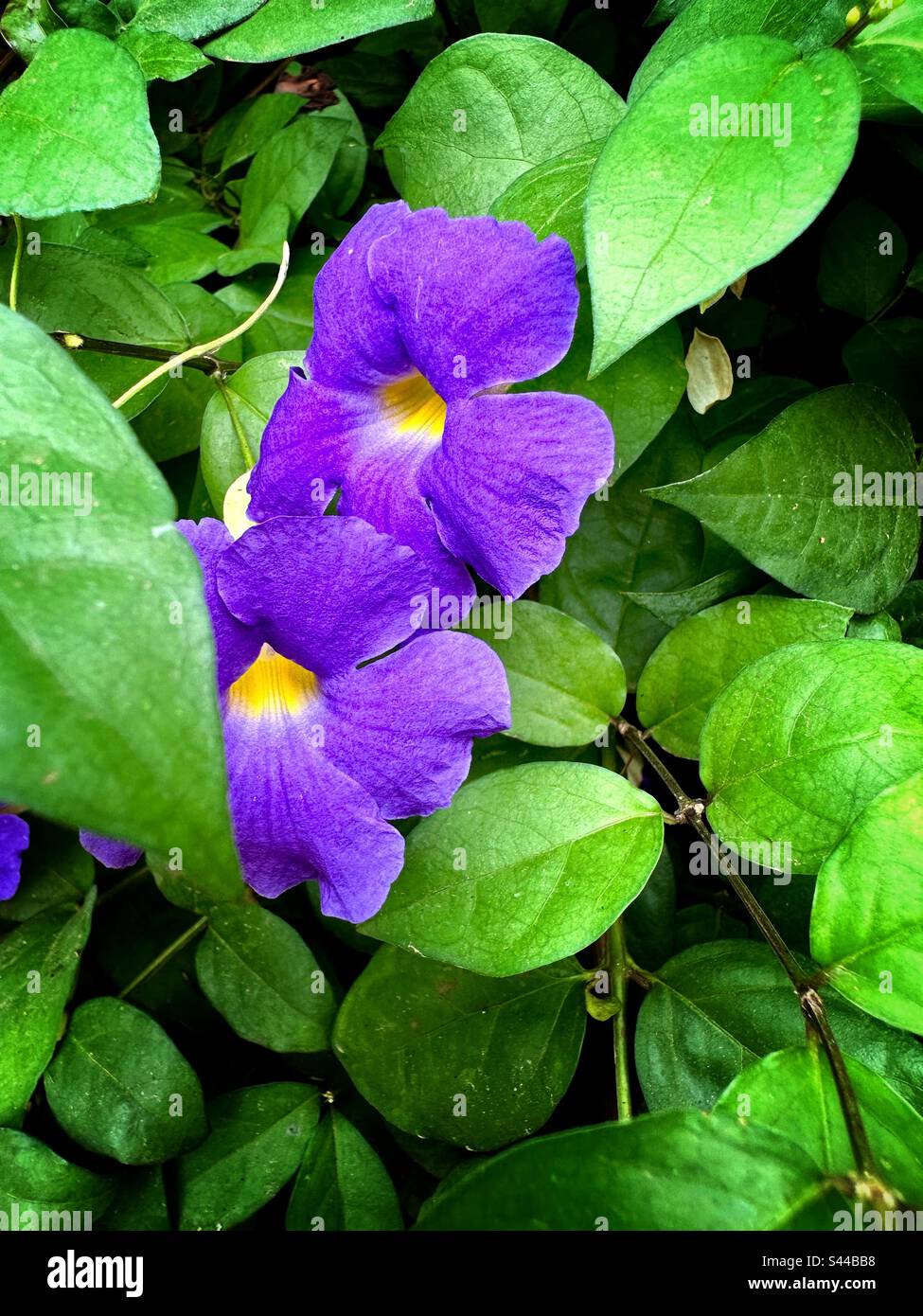 Two Violet flower in green leaves background Stock Photo