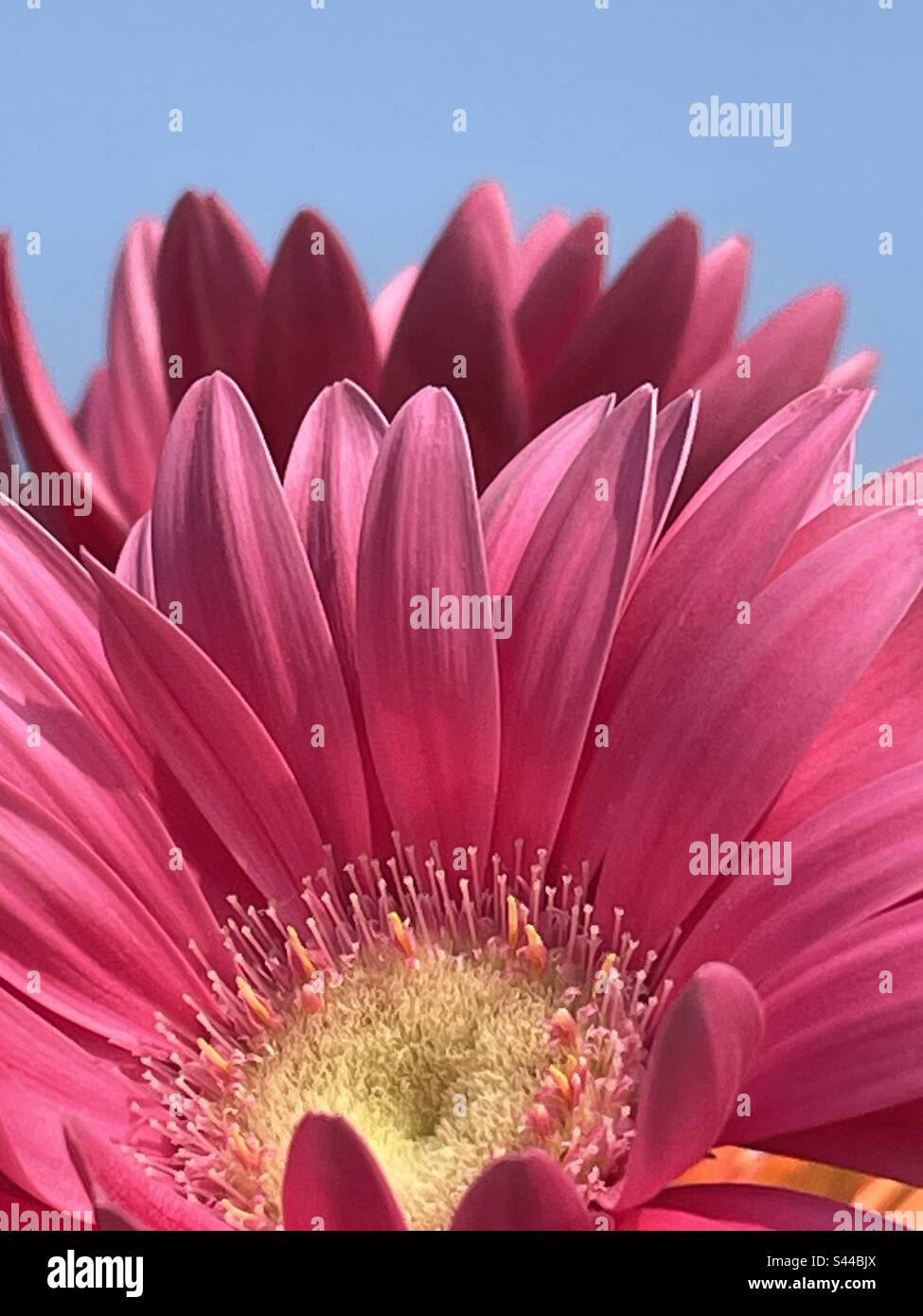 My favourite flower comes in so many bright and beautiful colours Stock