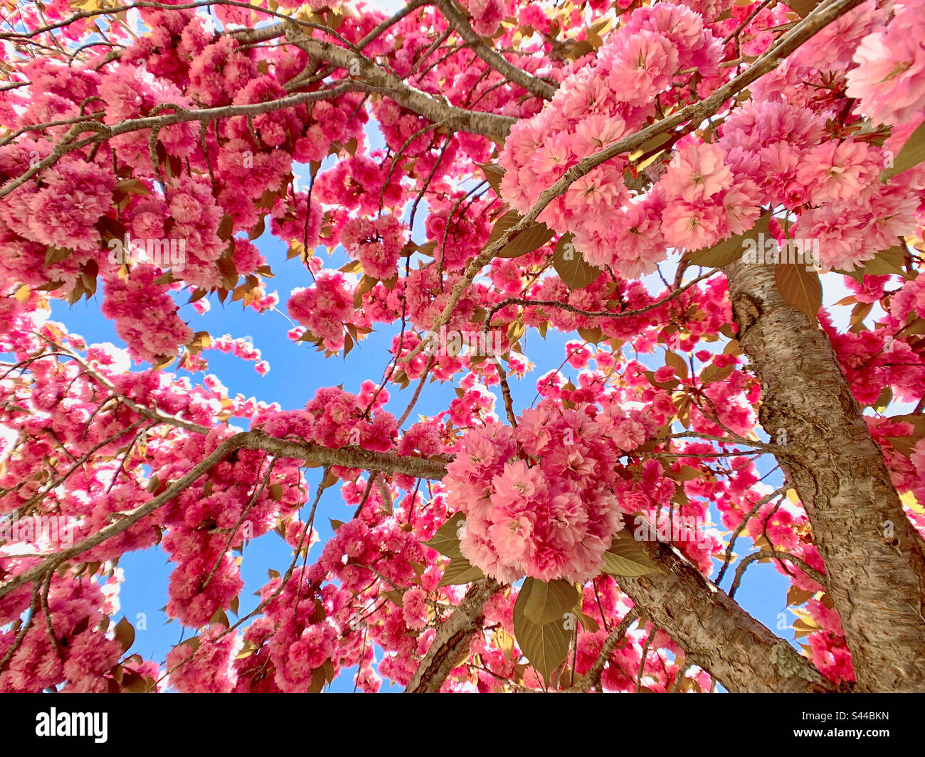 The wild type of pink Sakura blossomed under the blue sky Stock Photo ...