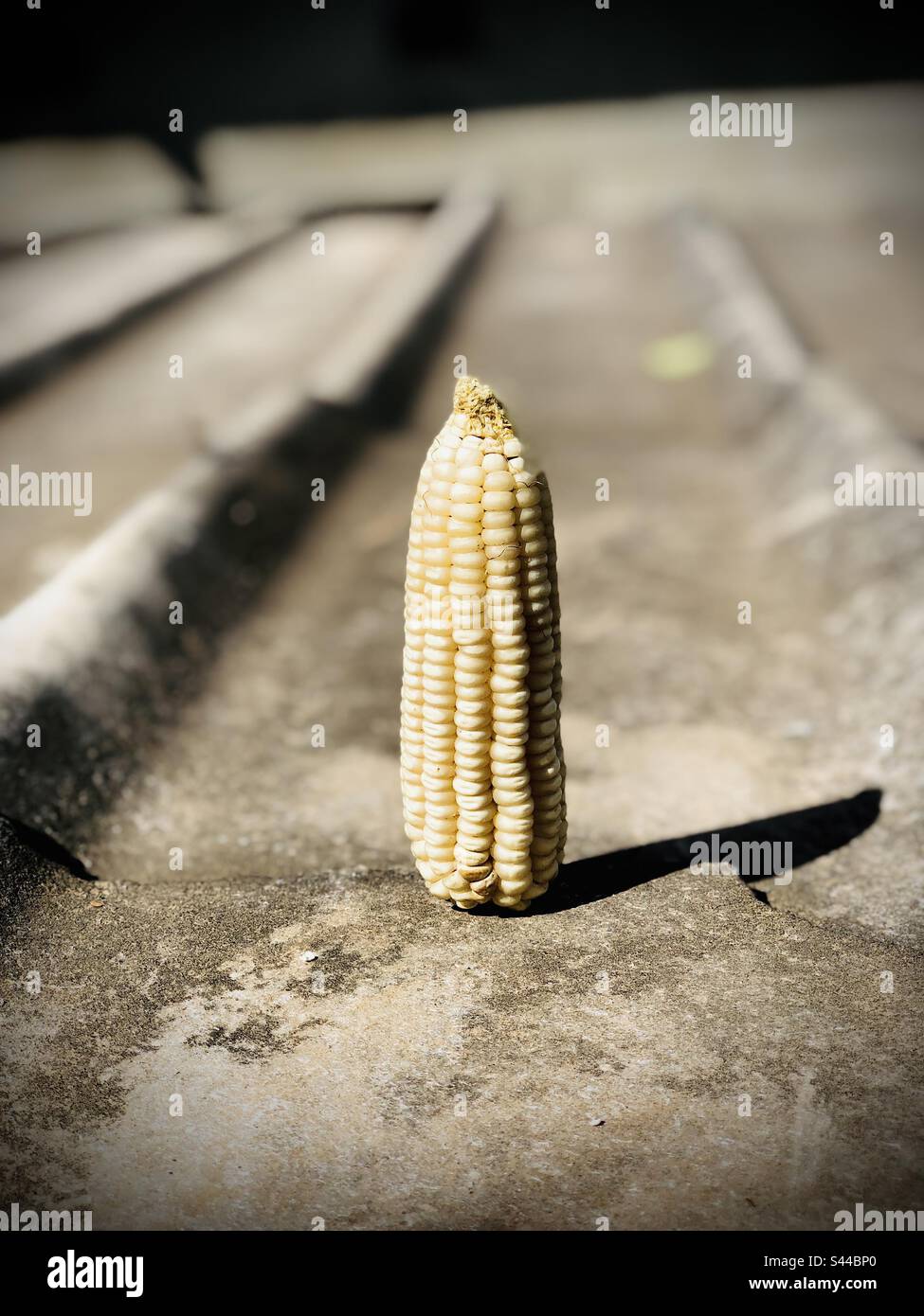 Dry maize alone Stock Photo