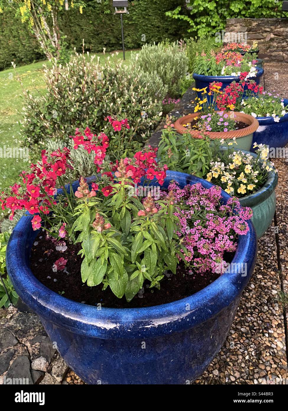 Pots of flowers on a terrace - Smartphone Captured Stock Image