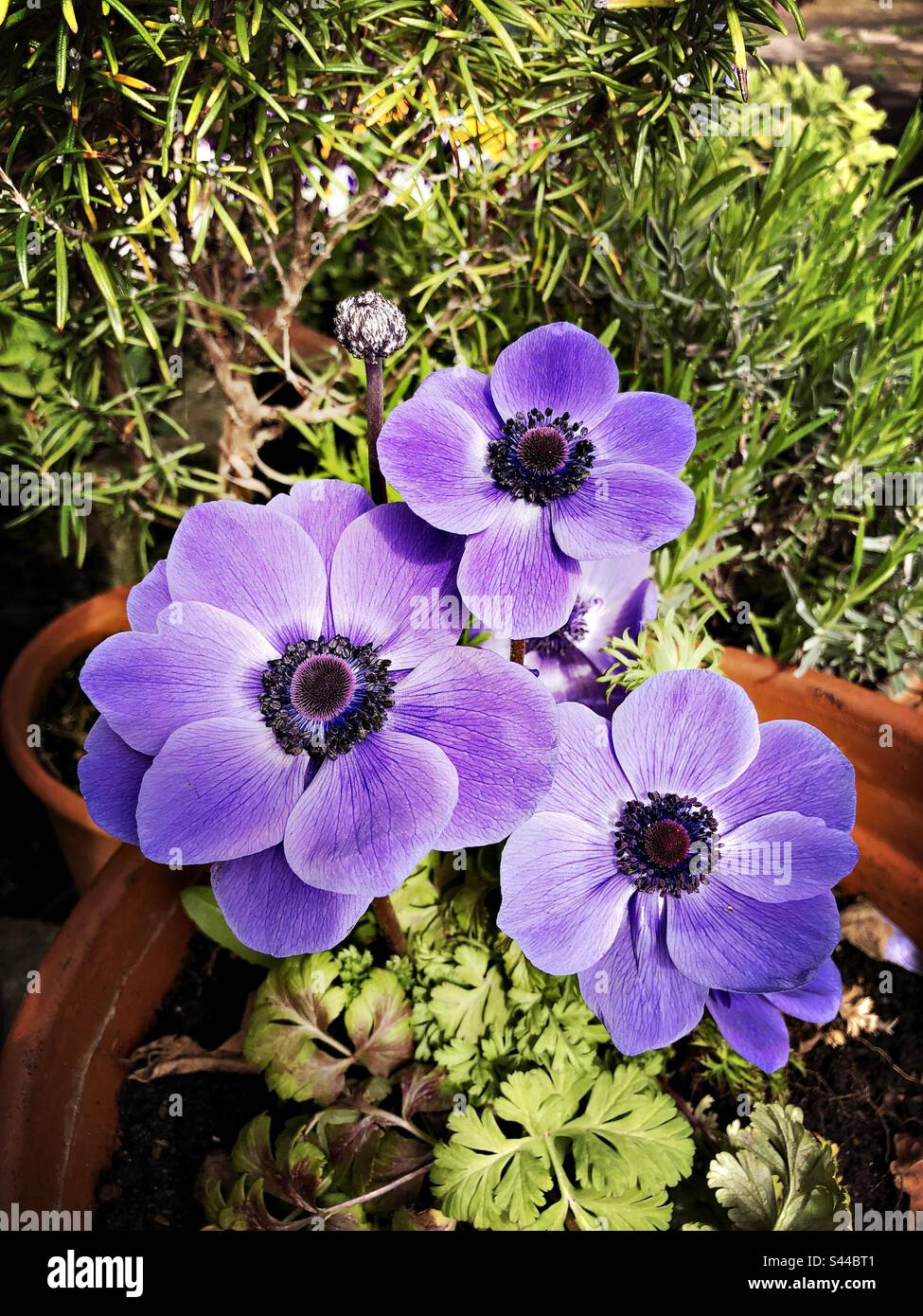 Anemone coronaria, purple spring flowers in a garden, United Kingdom Stock Photo