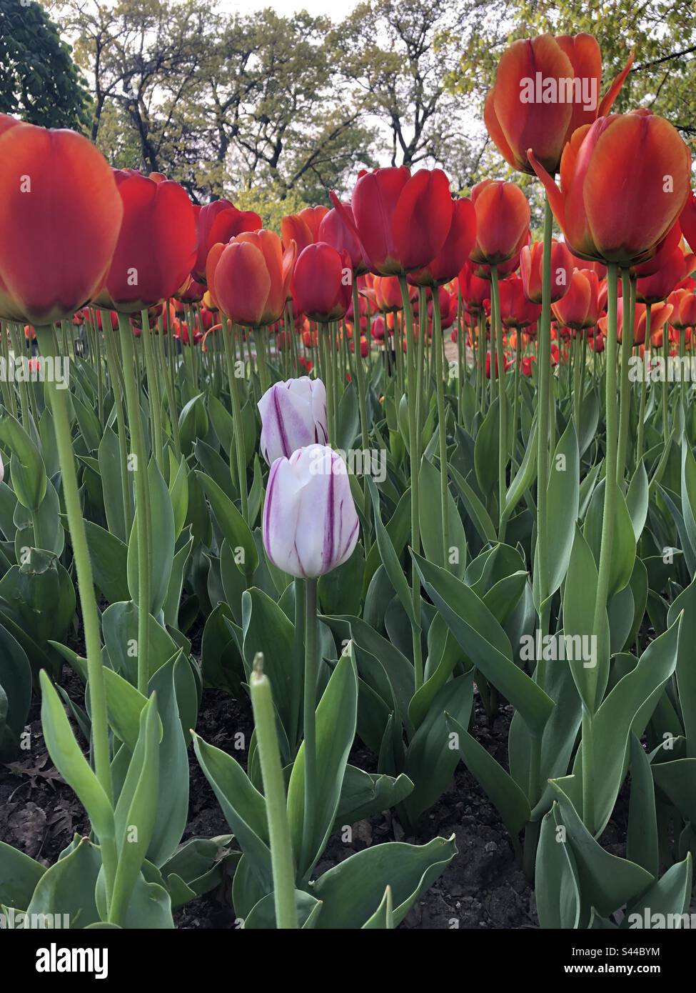 A garden of spring tulips. - Smartphone Captured Stock Image