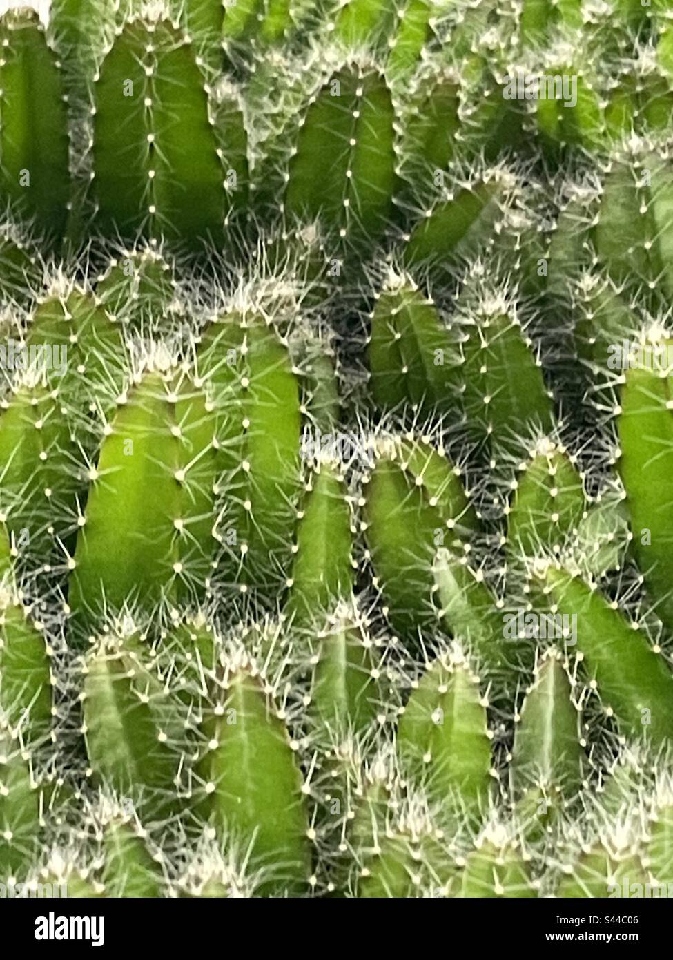 Multiple Cacti Cactii with prickly spines hi-res stock photography and images - Alamy