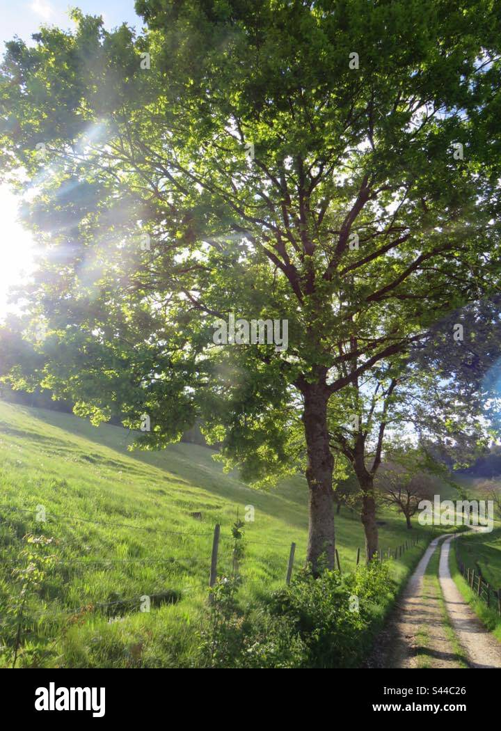 Nature Trails! Switzerland! - Smartphone Captured Stock Image