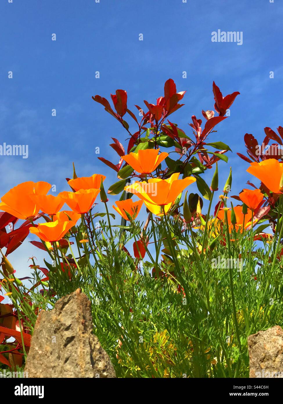 Plants with orange flowers will bring vibrant colour and warmth to your
