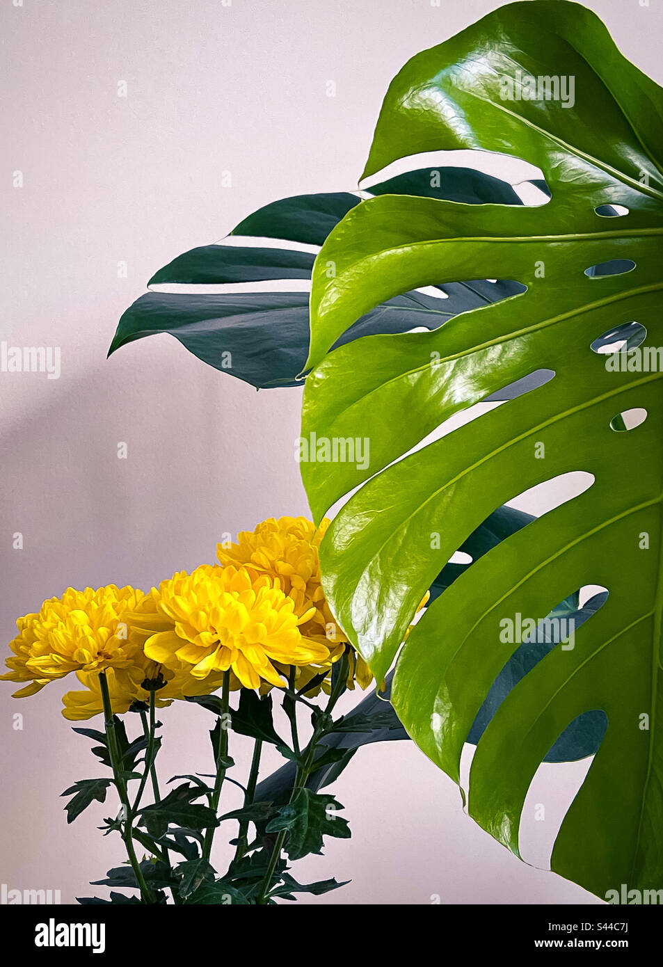 Yellow chrysanthemum flowering plant beside newly unfurled, big, light green monstera deliciosa leaf against white wall. House plants. Vibrant colors. - Smartphone Captured Stock Image