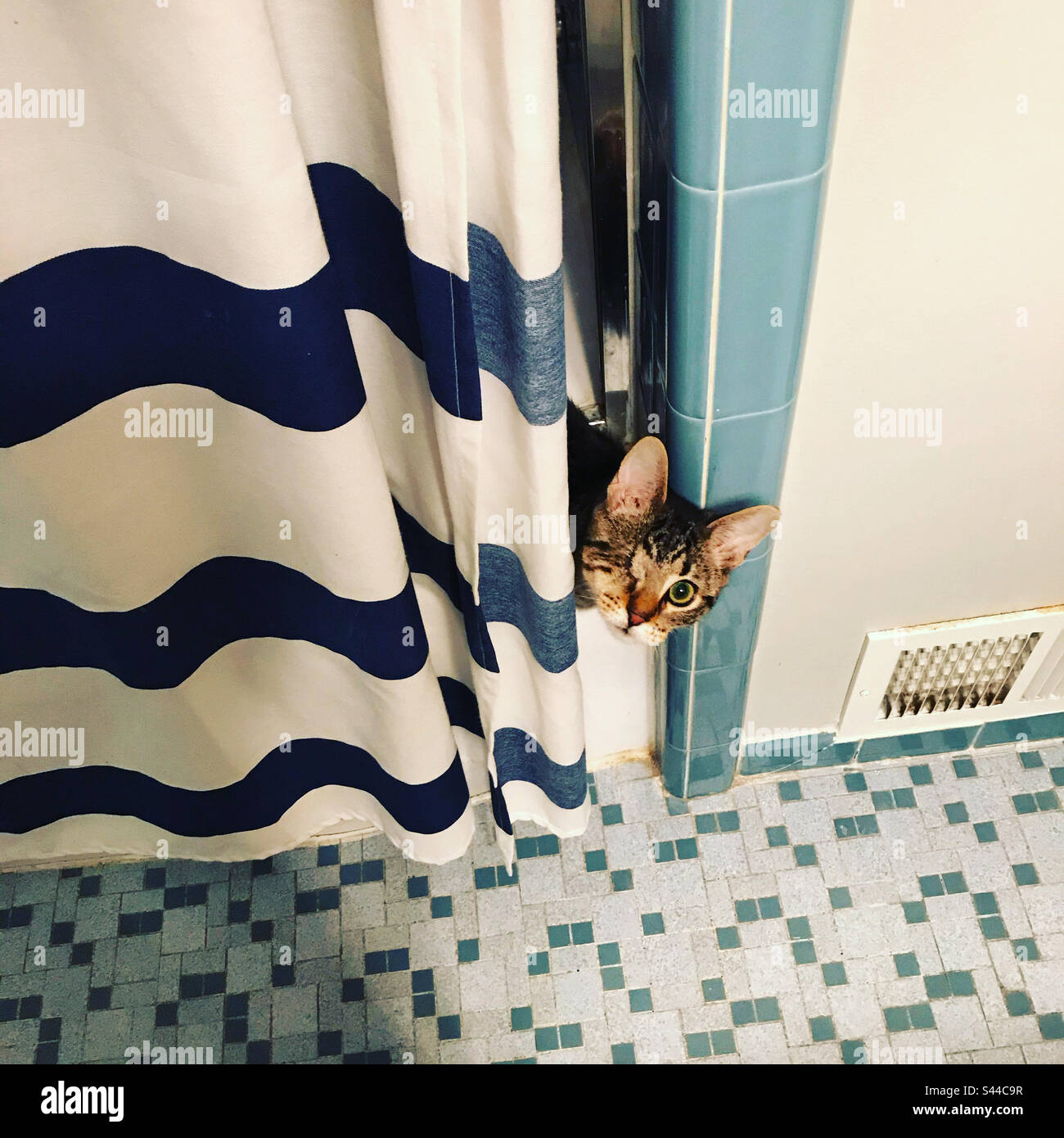 A tabby kitten with one eye peeks out of a shower curtain Stock Photo