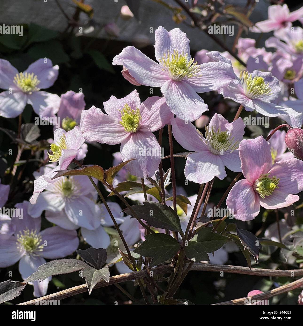 Clematis rubens in flower Stock Photo