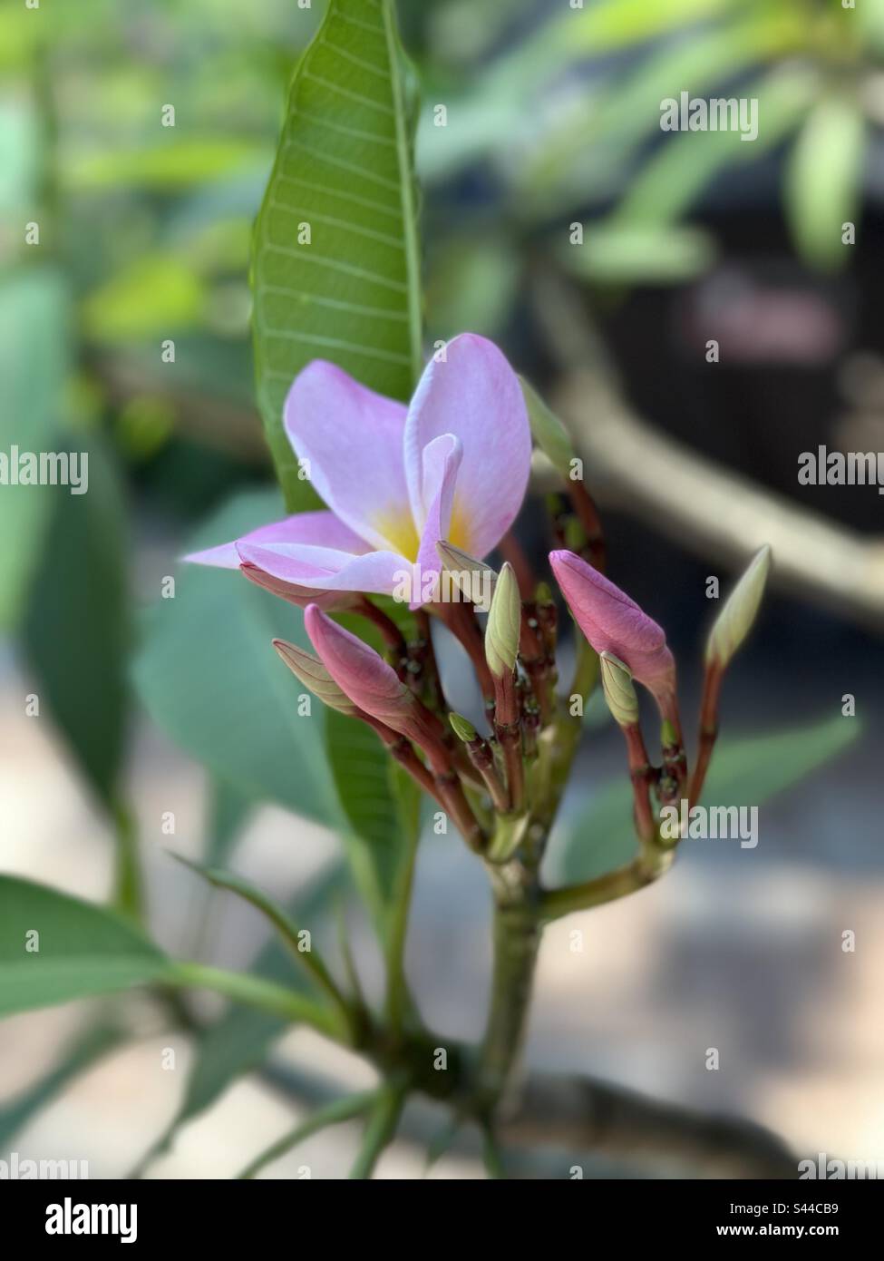 Pink plumeria flower and buds Stock Photo - Alamy