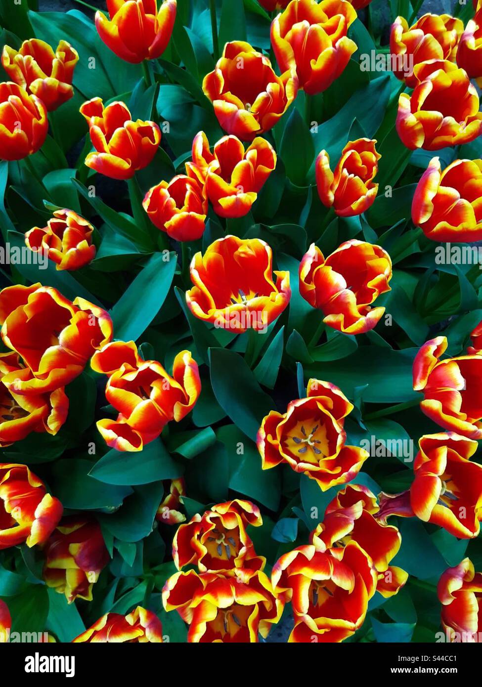 Blooming red-yellow tulips Stock Photo