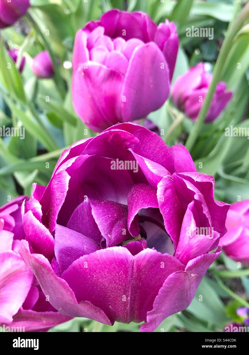 Fuchsia tulips hi-res stock photography and images - Alamy