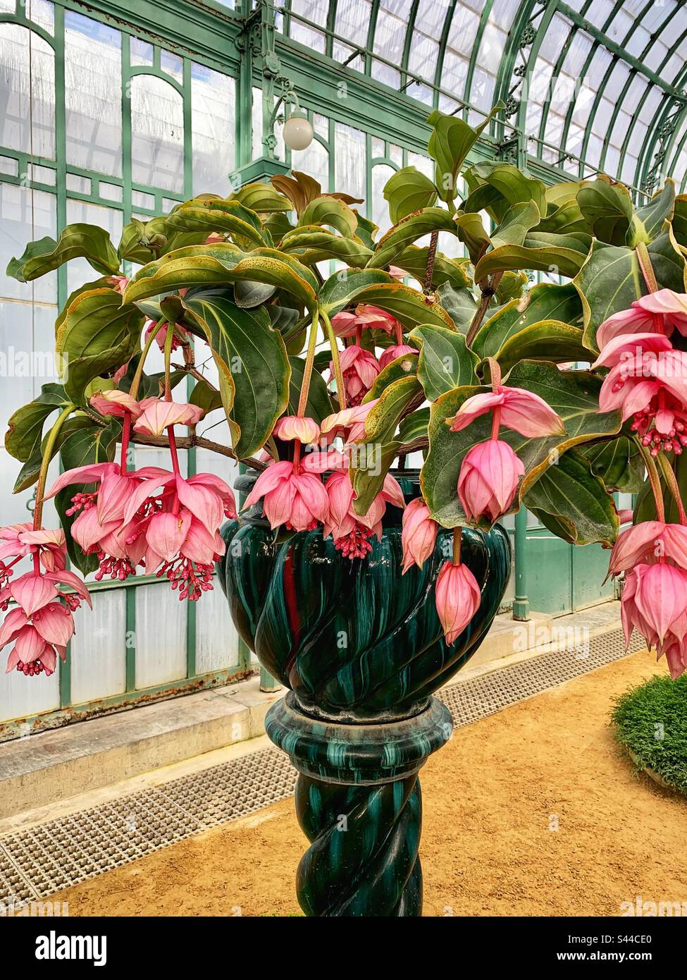 Medinilla in Chinese vase at the Royal Greenhouses Laeken Stock Photo