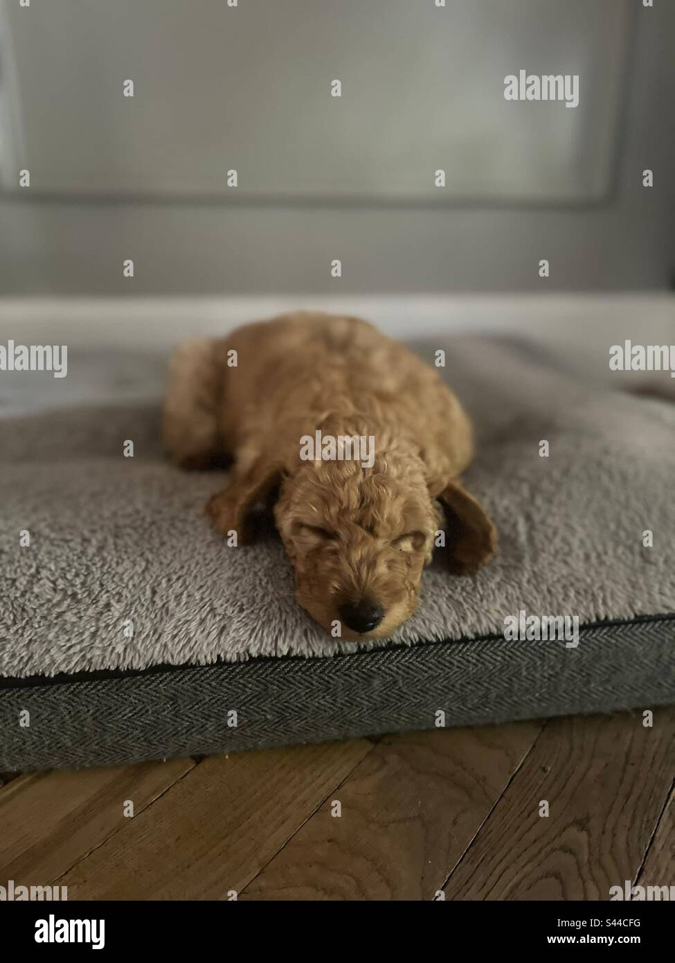Puppy sleeping on bed Stock Photo Alamy