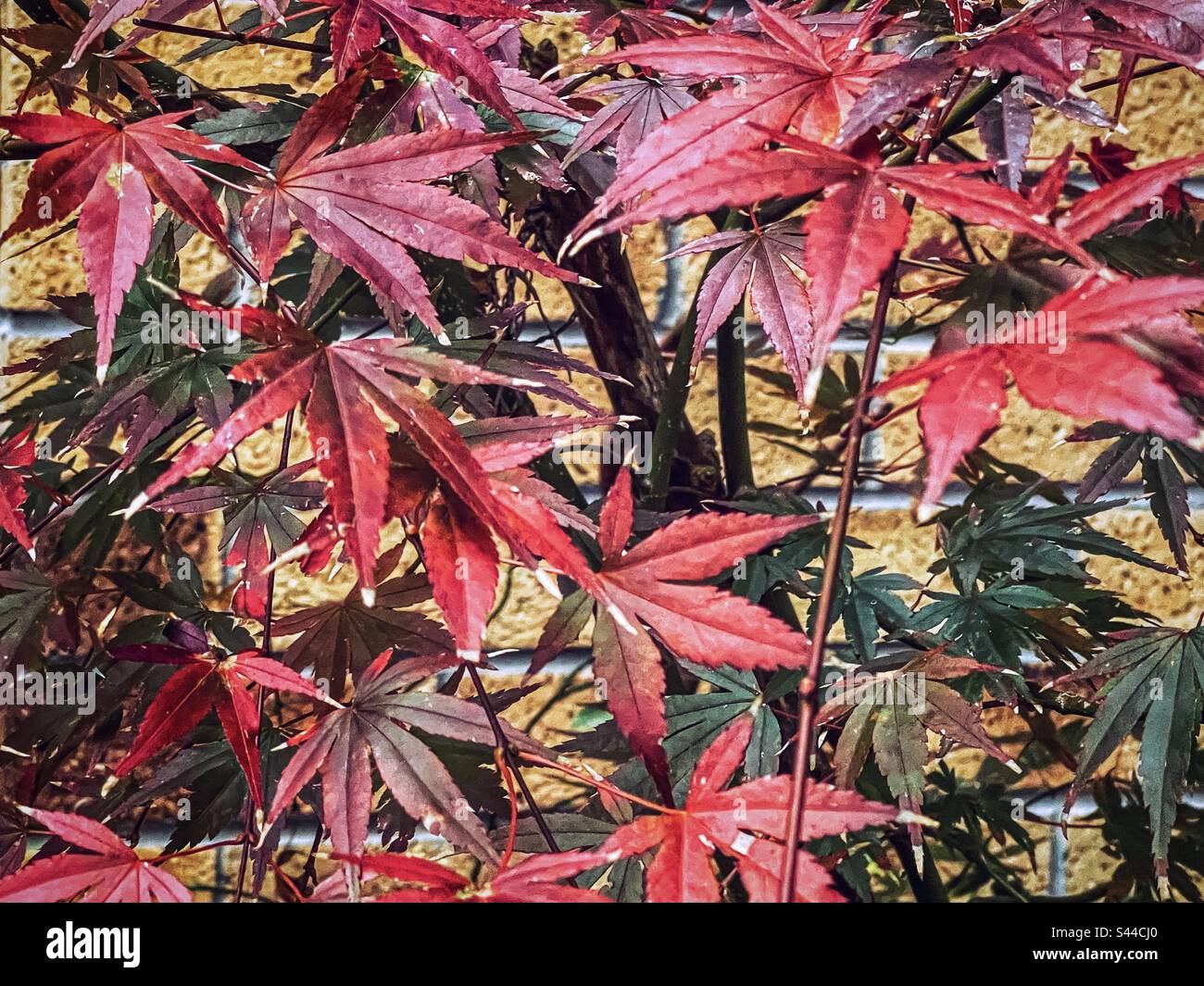 Close-up of Acer palmatum, commonly known as Japanese maple tree leaves starting to turn red in autumn against brick wall. Full frame. Backgrounds. Autumn themes. - Smartphone Captured Stock Image