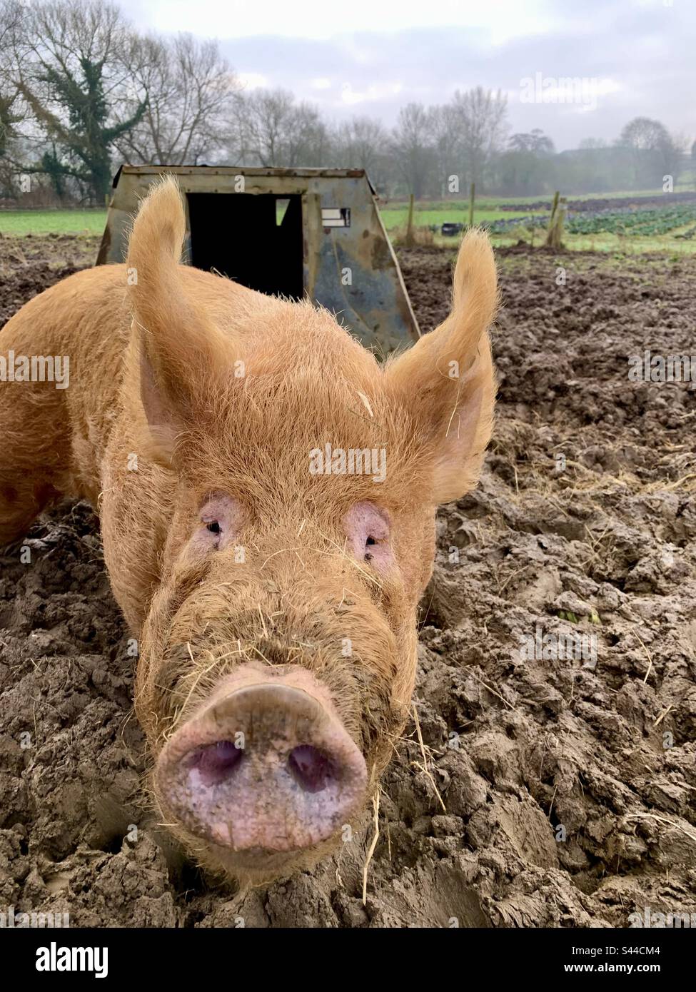 Close up of Ginger pig and snout looking at camera in mud Stock Photo