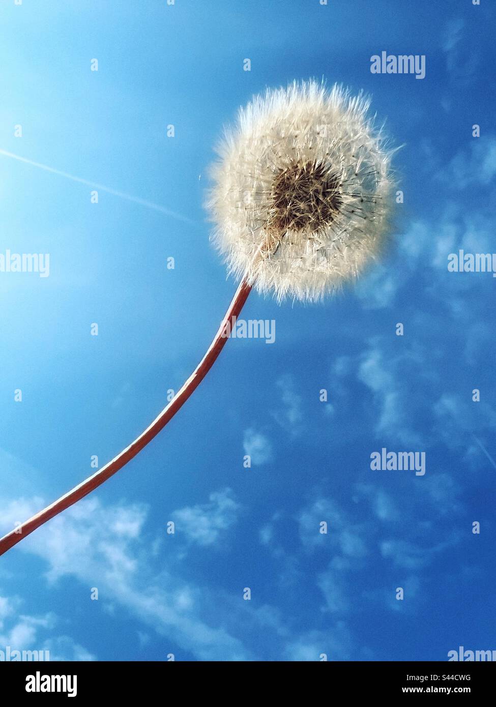 Dandelion seed head against blue sky - Smartphone Captured Stock Image