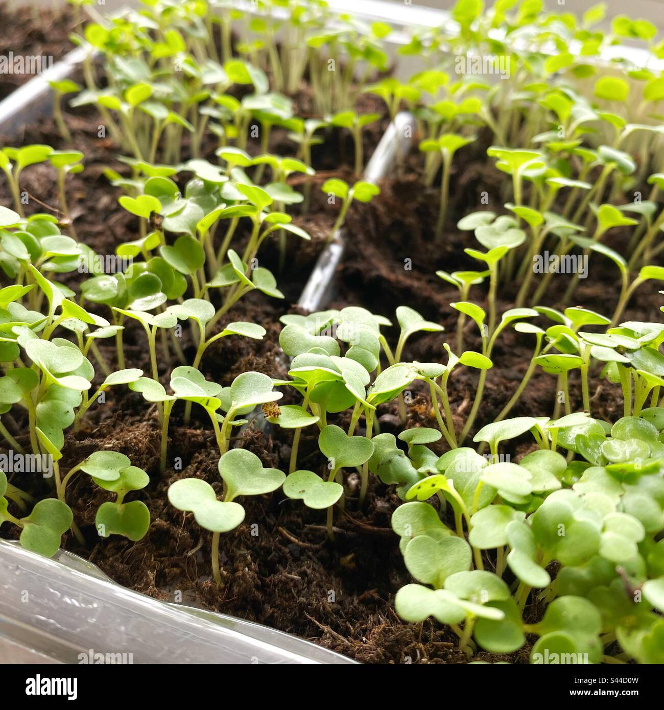 A photograph of young rocket seedlings growing in a windowsill tray - Smartphone Captured Stock Image