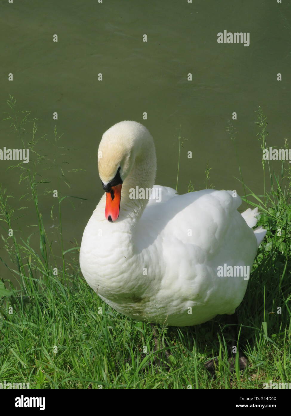 Swan - Smartphone Captured Stock Image