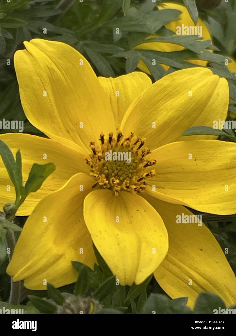 Lovely yellow bloom, a definite must in every garden Stock Photo