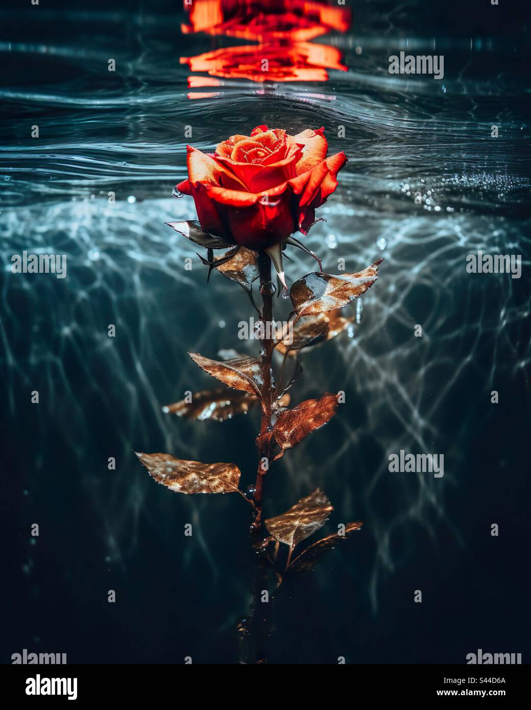 A red rose floating underwater Stock Photo Alamy