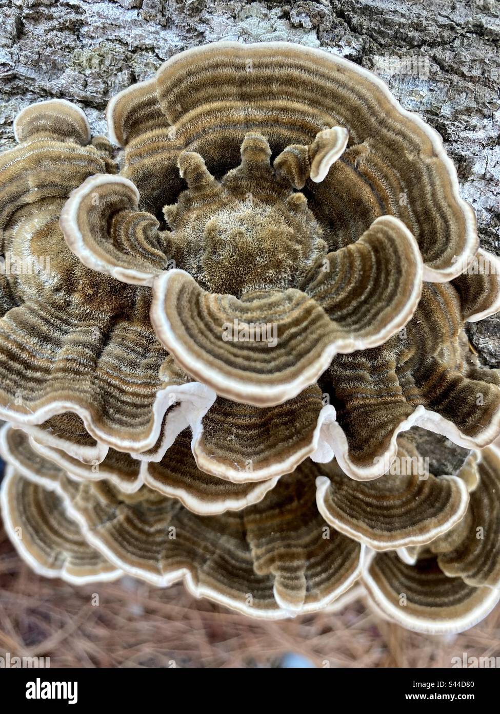Turkey Tails mushrooms and they are a Natural antiviral and prebiotic