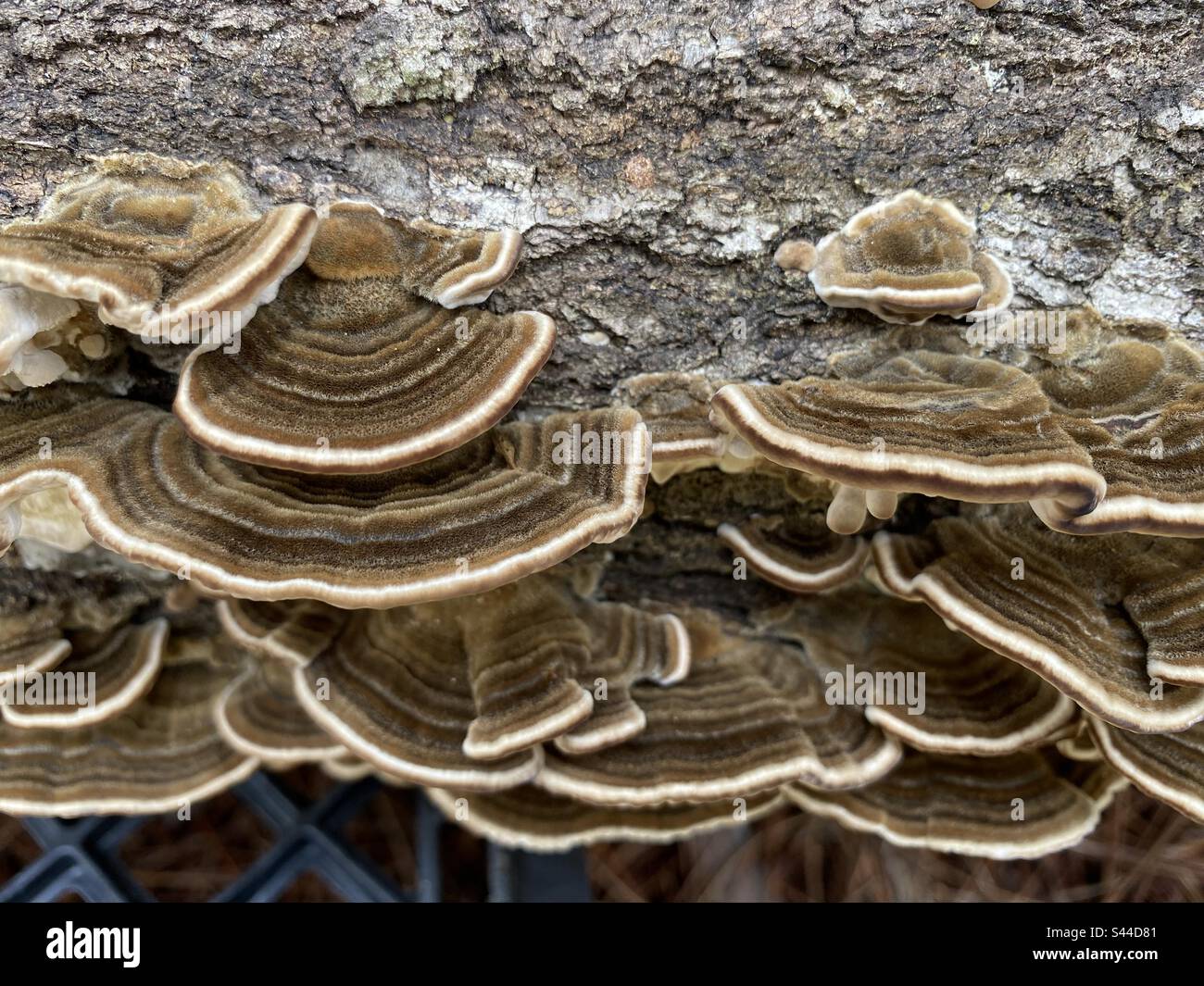 These are Turkey Tails mushrooms and they are on the move. Natural