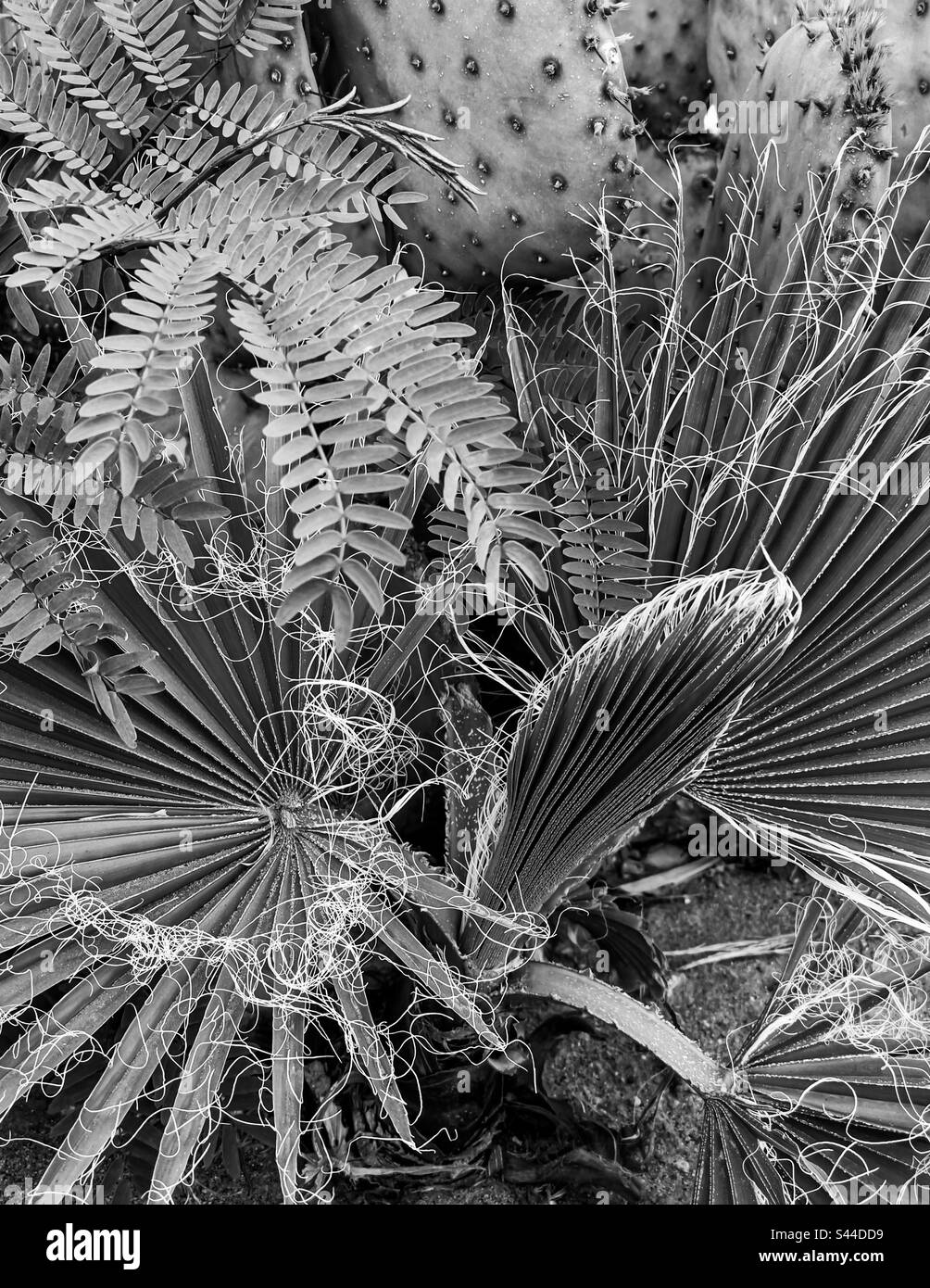 B/W closeup grouping of greenery desert plants Stock Photo Alamy