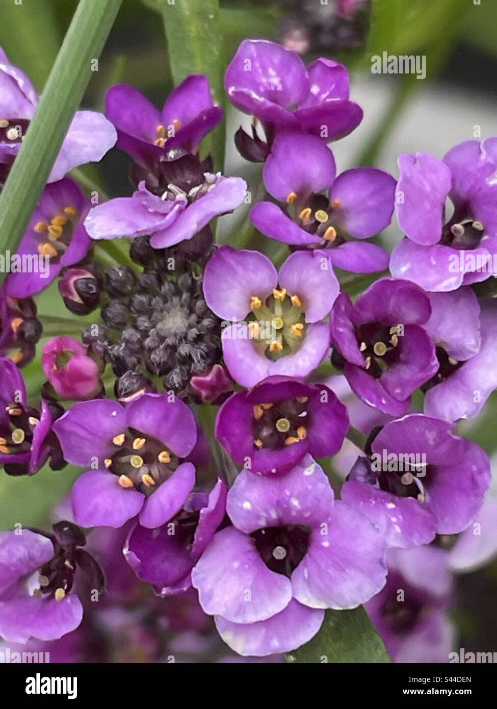 Remarkable little purple flowers continuously blooming from the buds