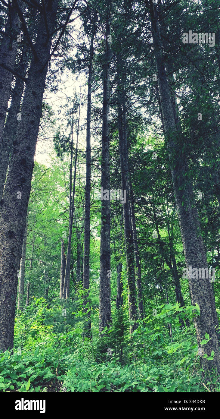 Trees in the forest upstate New York Stock Photo Alamy