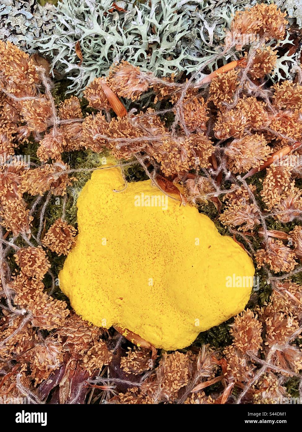 Yellow slime mould and fallen beech tree flowers in springtime on a tree stump in the New Forest National Park - Smartphone Captured Stock Image