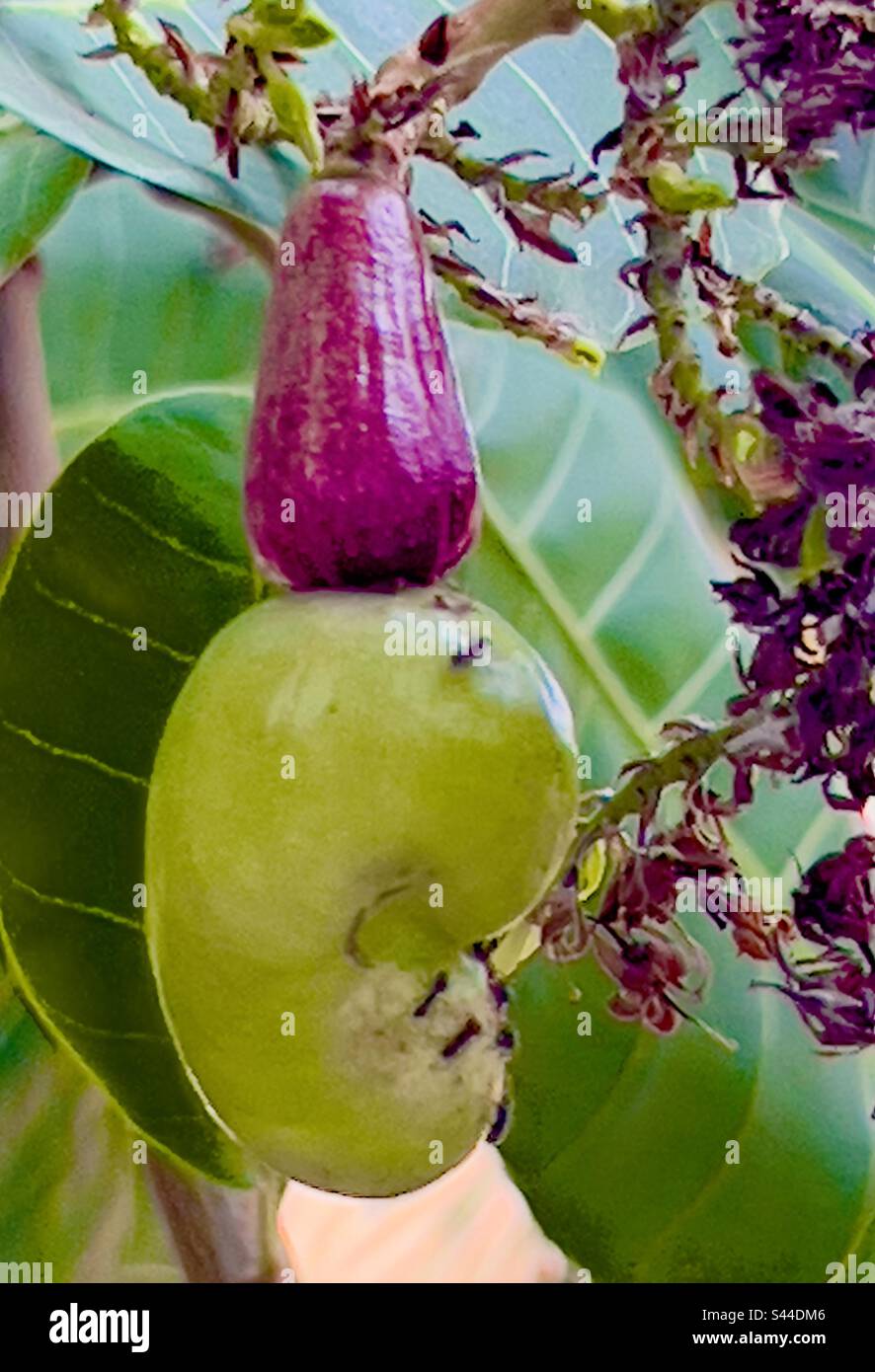 Cashew nut cashew mango Stock Photo Alamy