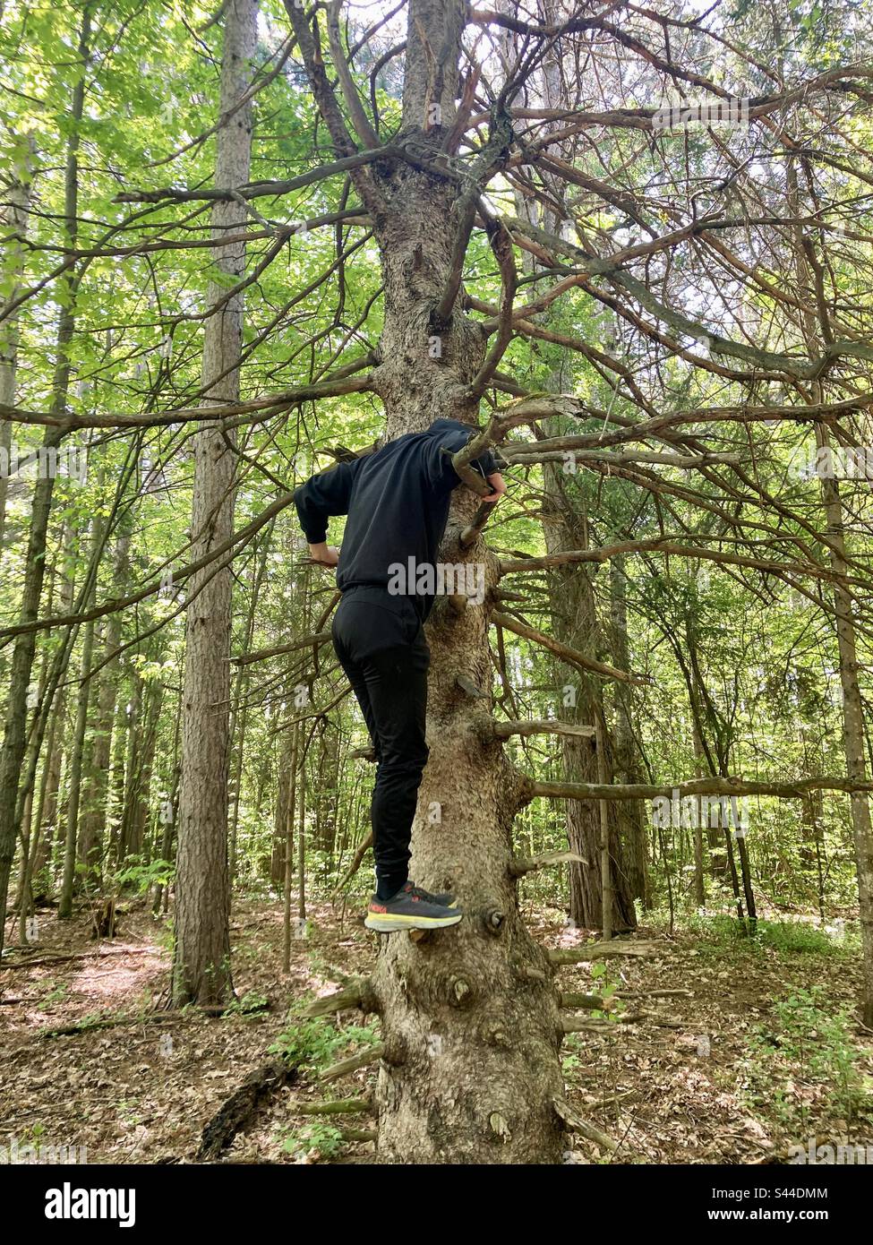 Climbing a pine tree. - Smartphone Captured Stock Image
