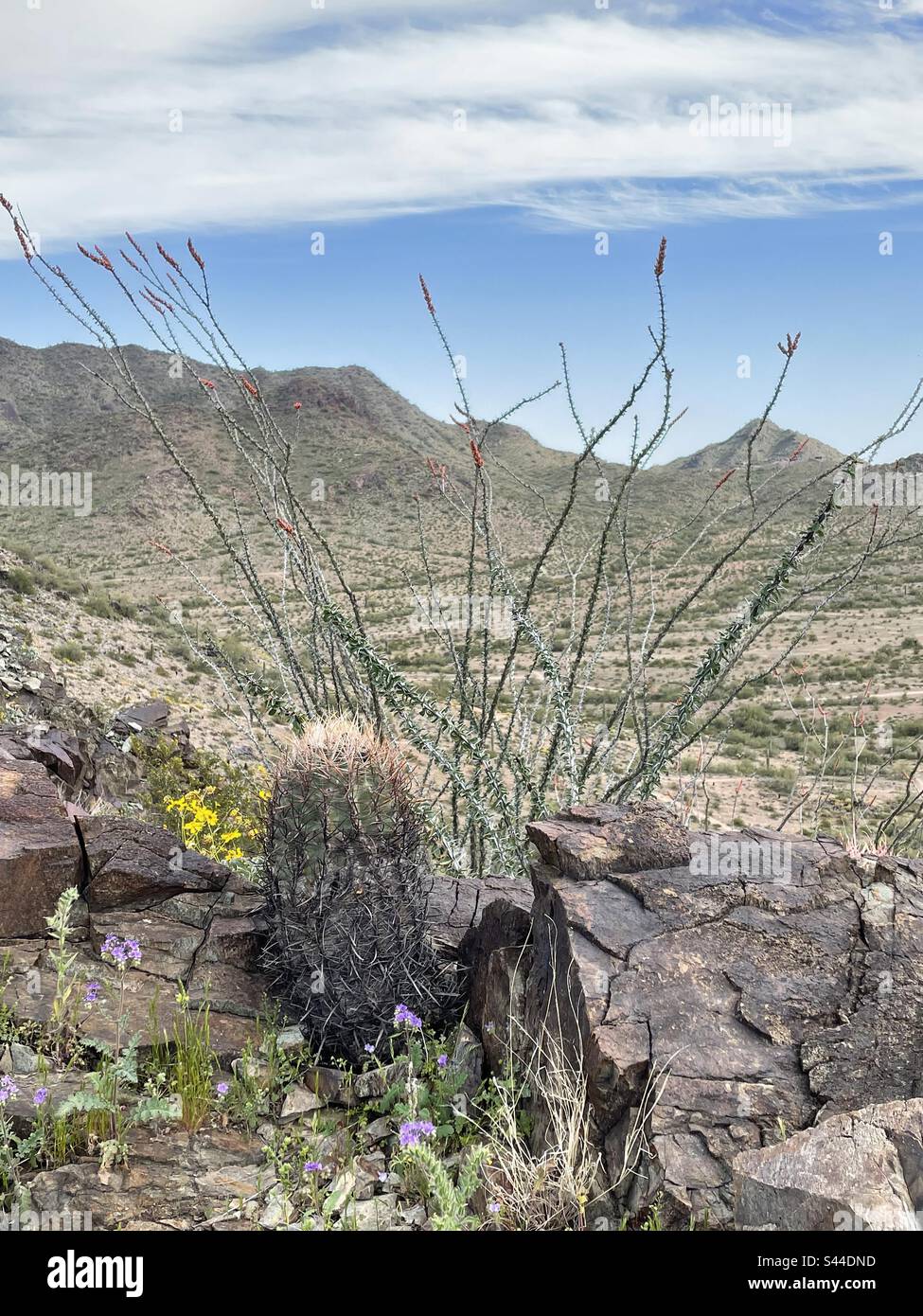 Phoenix Mountains Preserve, ocotillo cactus, barrel cactus, brittle