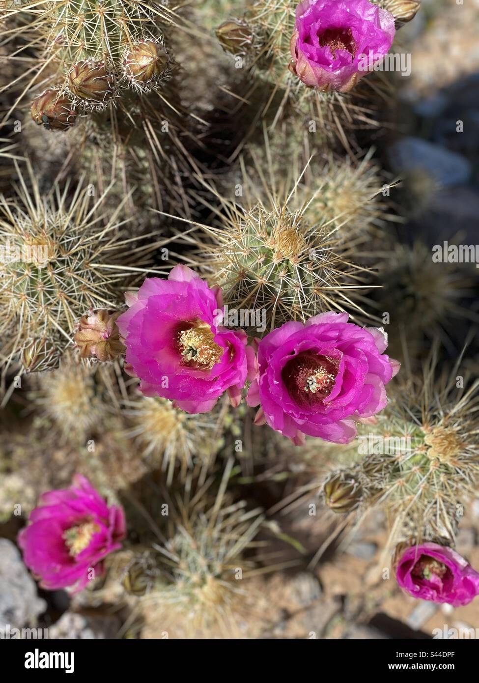 Bright pink blooms, Hedgehog cactus, Sonoran desert, Phoenix Mountains Preserve, Arizona Stock Photo