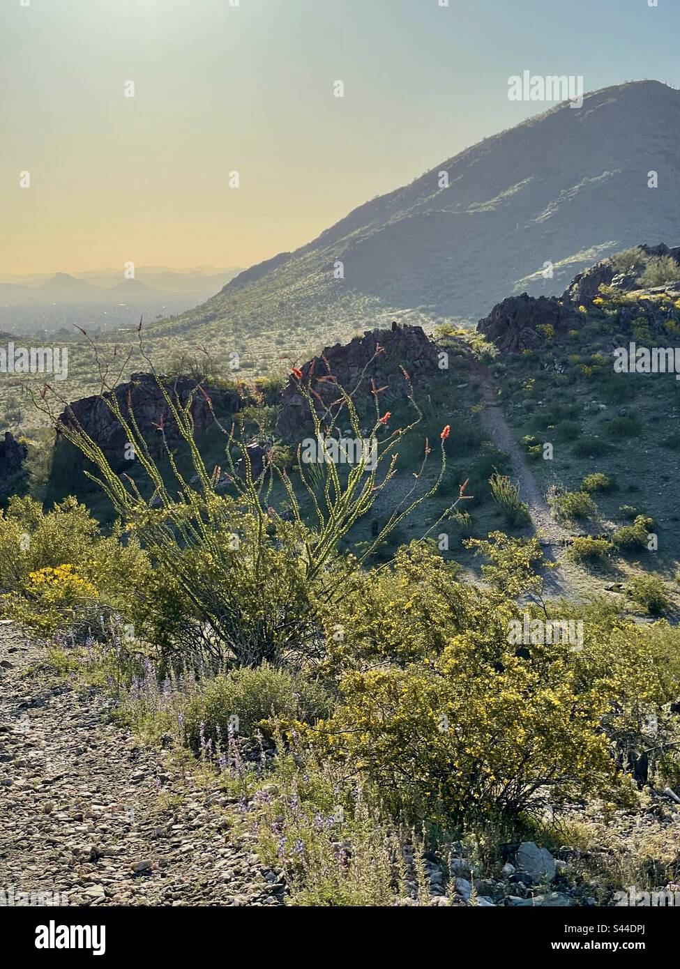 Golden morning light, backlit wildflowers lining desert trails, purple
