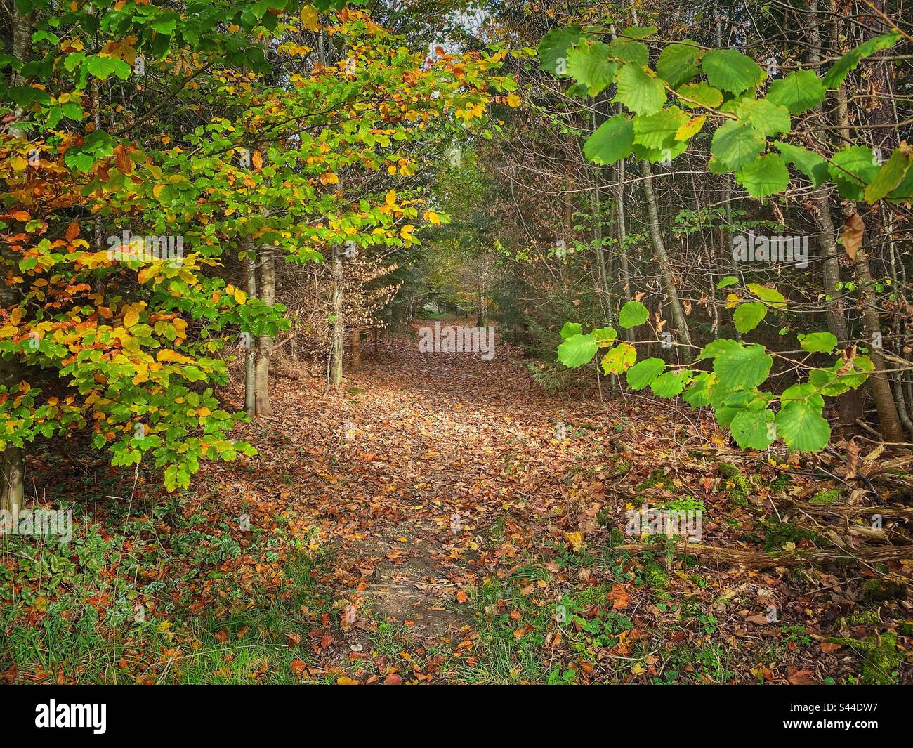 Path leading to the autumn colored forest in the South of Munich, Germany. - Smartphone Captured Stock Image