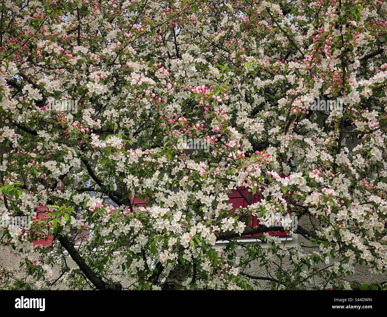 Many pink and white flowers on a blooming spring tree in Munich, Germany. - Smartphone Captured Stock Image
