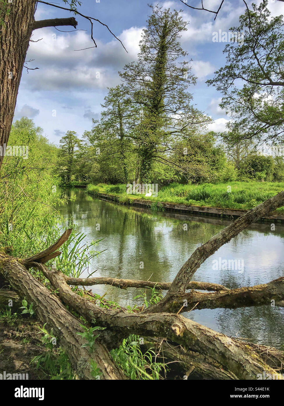 Fallen branches in springtime on the banks of river Itchen Navigation - Smartphone Captured Stock Image