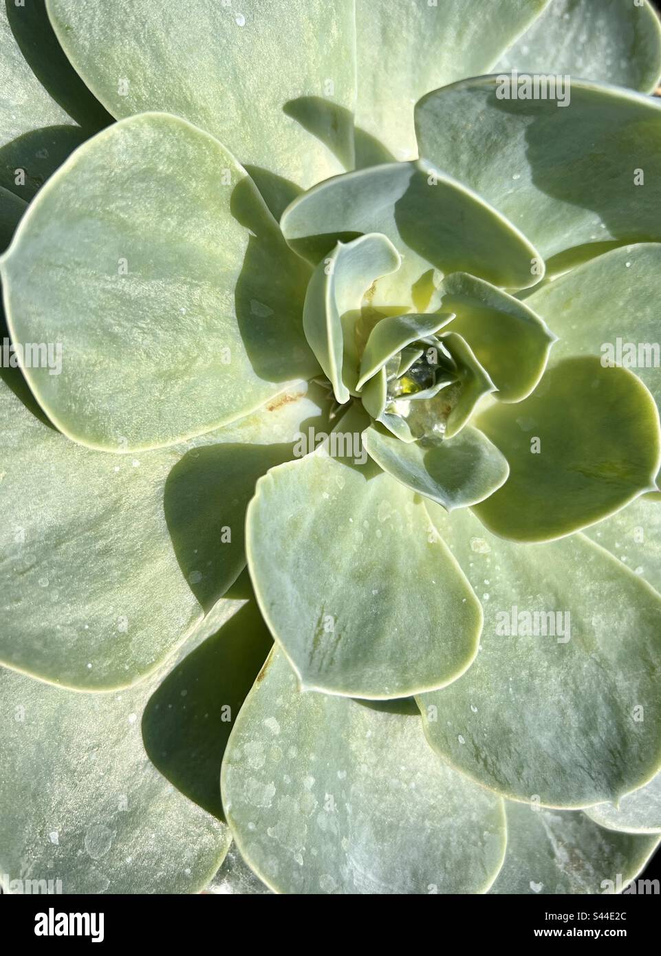 Echeveria succulent plant from above Stock Photo