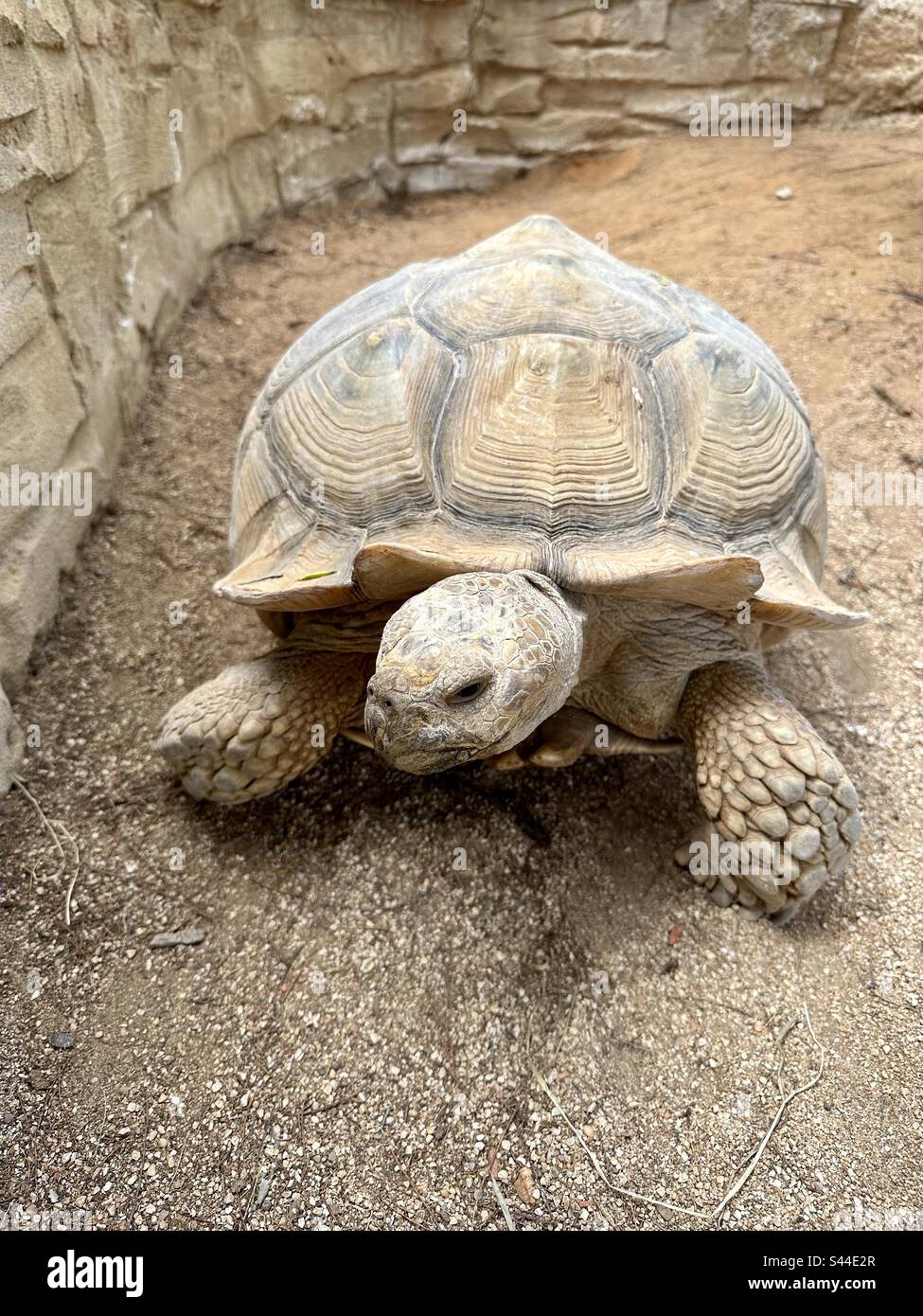 Giant land tortoise Stock Photo Alamy